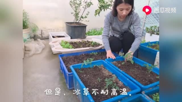 阳台种植技术(3).mp4.jpg
