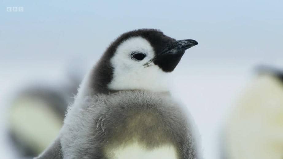 Frozen.Planet.II.S02E01.2022.HD1080P.X264.AAC-YYDS.mp4.jpg