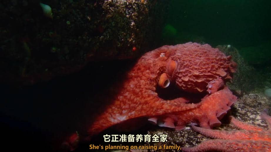 地球生灵3.mp4.jpg