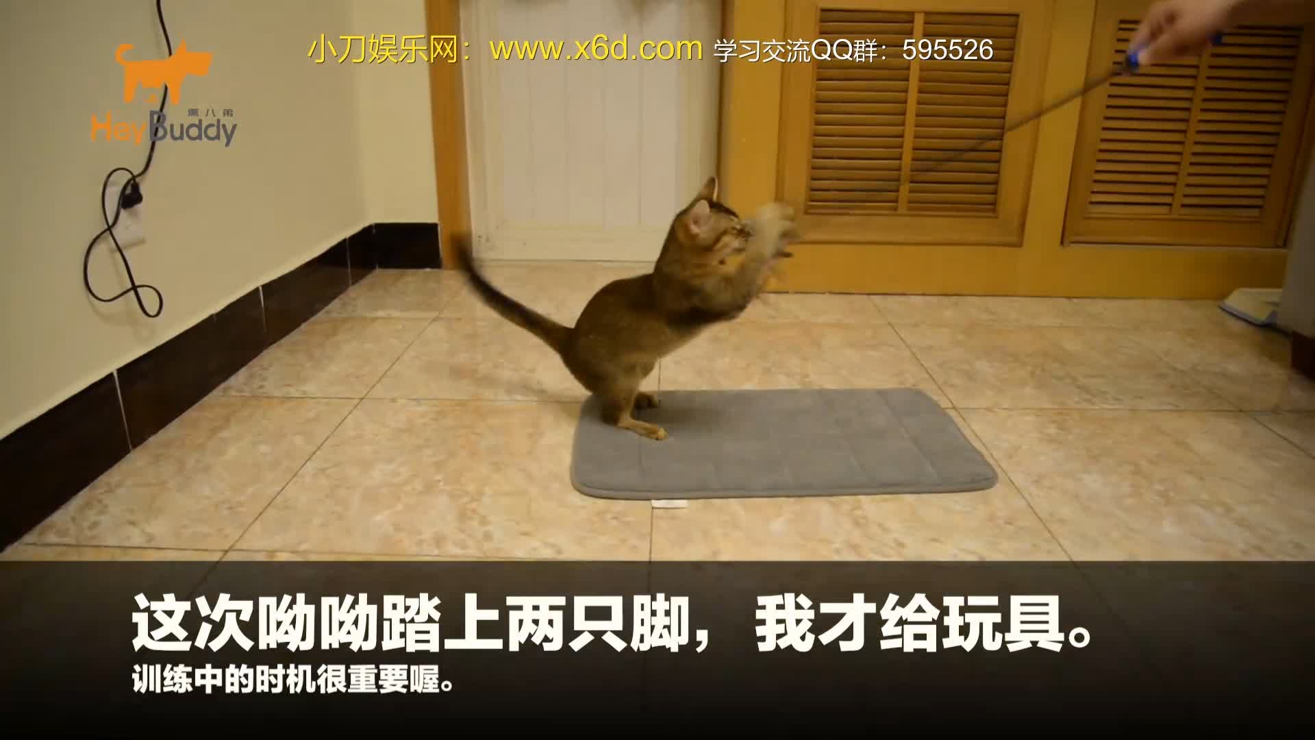 03 猫咪基础训练：猫咪垫子训练.mp4.jpg