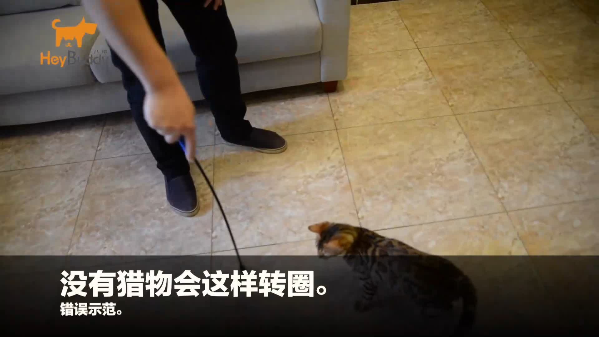 07 猫咪基础训练：玩具与游戏(1).mp4.jpg