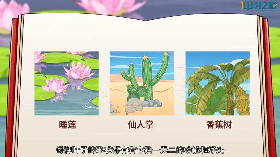 3 观察叶.mp4jpg.jpg